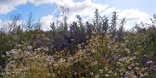 Blommor och bin vid Smedstad sandkulle