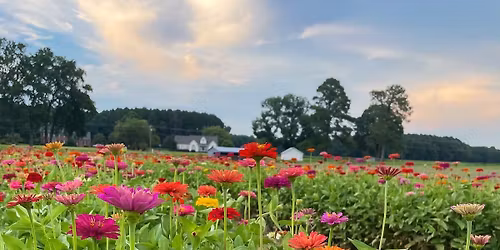 Grand Opening Summer U-Pick Flowers- Saturday Morning