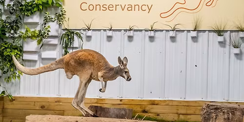 An Evening with the Creature Conservancy