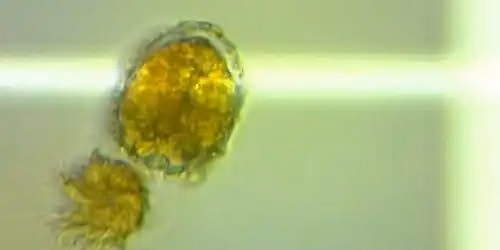 Science of the Algal Bloom
