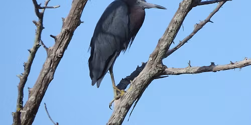 Birding Trip to Cooter Pond