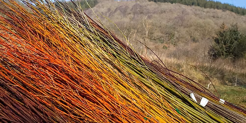 Open Weekend Mark 2. West Wales Willows 2025