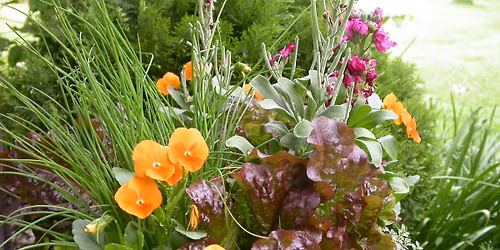 Container Garden for Pollinators 