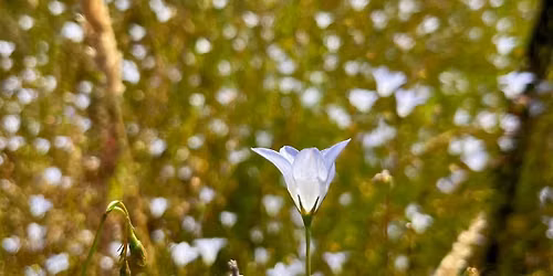 Medicinal Plant Walk