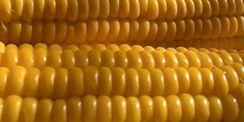 Fairborn Sweet Corn Festival \ud83c\udf3d