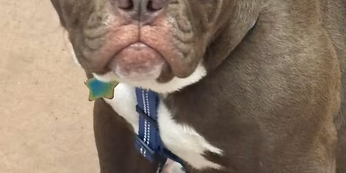 Puppy Class
