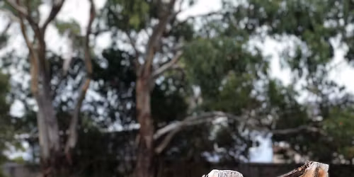 White Gums - Wallaby Bee
