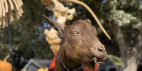 Goat Yoga \/\/ Goats in Flannels