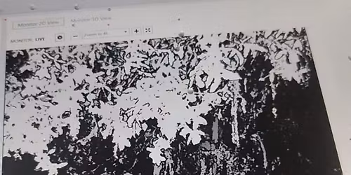 May Springer investigation 