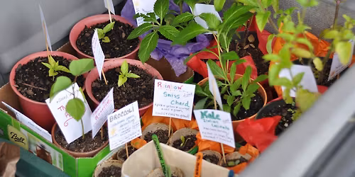 Plant Prop & Swap