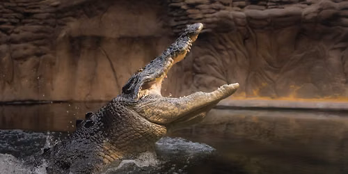 YPAC After Hours: Reptile House