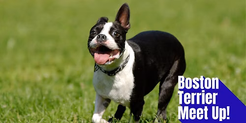 Boston Terrier Meet Up