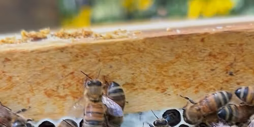 The Fascinating World of Honeybees \ud83d\udc1d