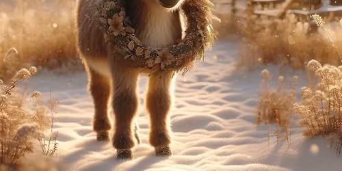 Meet the Christmas Donkey