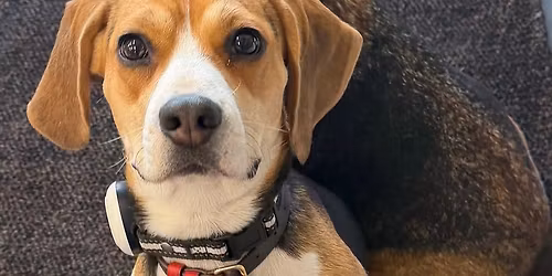 Brown Dog Bakery\u2019s 21st Anniversary Bash \ud83c\udf89