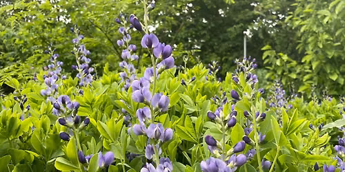 Native Planting Workshop