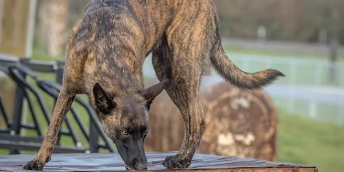 Intermediate Human Remains Detection Seminar - May 2026