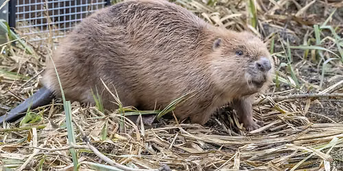 Nene Wetlands Family Beaver Walk