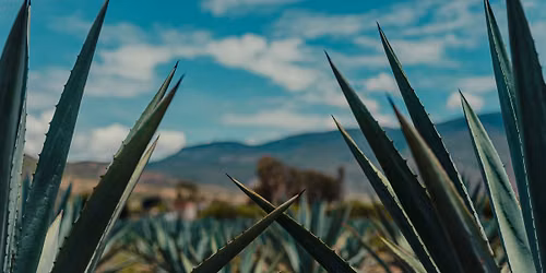 Natural History of Mezcal and Agave Spirits