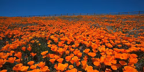 HHSCV AND HBSCV: Antelope Poppy Reserve