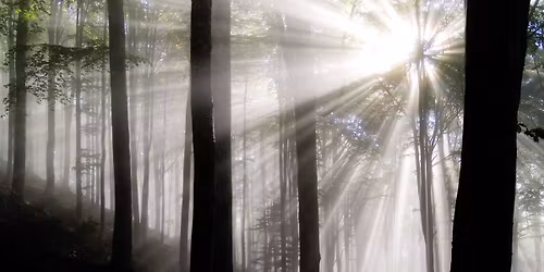 DENTRO LA FIABA: IL BOSCO DEI CINQUE SENSI | Fare insieme. Laboratorio per genitori e figli