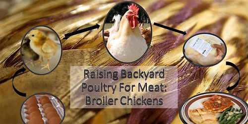 Raising Backyard Poultry for Meat: Broiler Chickens