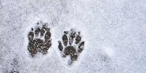 Tree Time: Animal Tracks I