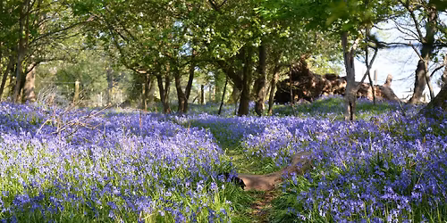 Move in Nature amongst the Bluebells