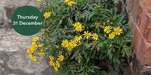 New Year Plant Hunt