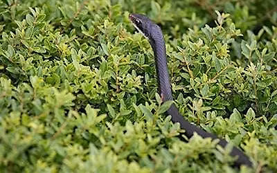 Spooktacular Snakes!