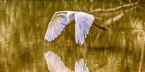June Early Summer Birding Walk in Toronto's High Park