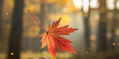 Senescence: A Somatic Plant Experience