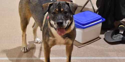 Medium and Large Dog Enrichment and Social Hour