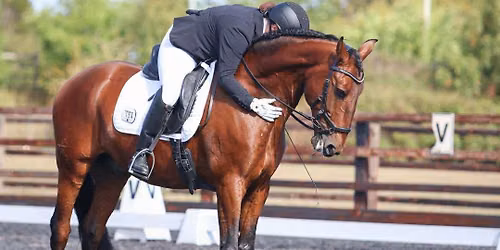 Dressage Training Show 