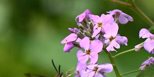 Springtime Forest Bathing at Penn Forest Natural Burial Park