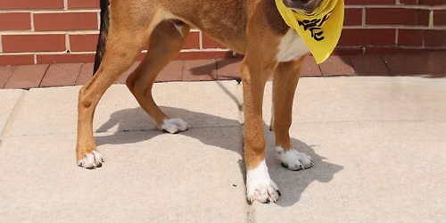 AFH DOG AND PUPPY ADOPTION EVENT - BRISTOW