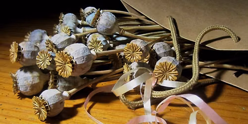 Seed Saving DIY