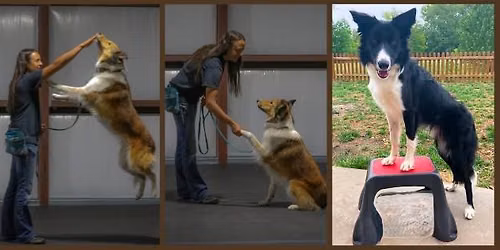 Canine Fitness and Tricks Class