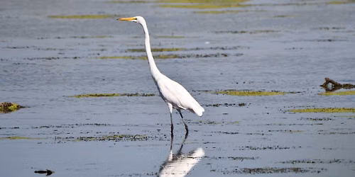 Birding by Boat