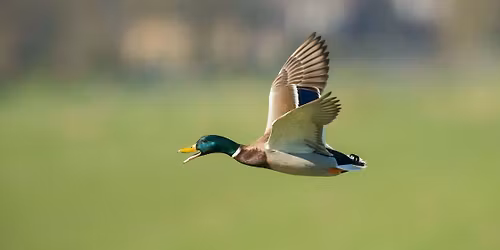 Celebration of Duck | 8 May