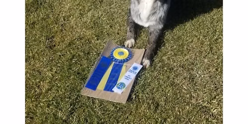 CGC \/ CGCA \/ Therapy Dog Testing