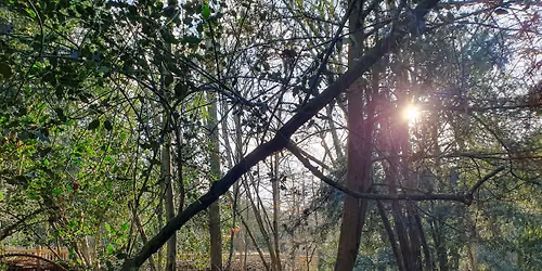 Holland Park - Nature Wellbeing Series
