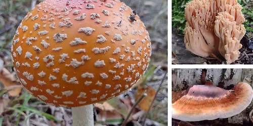 Fungi Foray