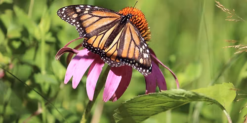 River Day: Get Your Start on a Home Native Garden