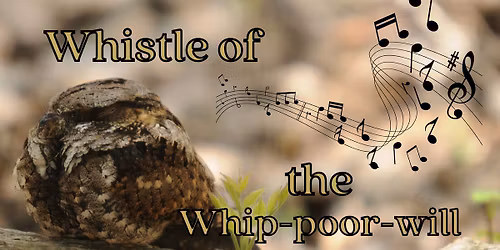 Whistle of the Whip-poor-will
