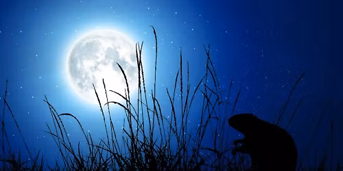 Beaver Moon Hike \u26aa\ud83e\uddab\ud83e\udd7e