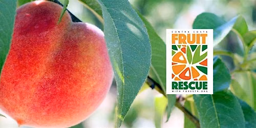 Fruit Rescue - Pleasanton\/San Ramon\/Danville Area