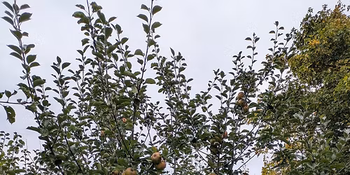 Northdale Apple Orchard Management and Tree Pruning Workshop
