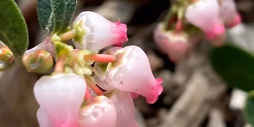 Gardening with Pacific NW Native Plants