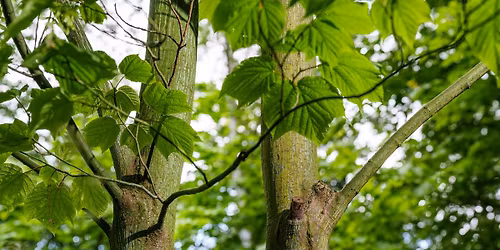 Spaziergang durch den Geh\u00f6lzgarten Ripshorst - F\u00fcr Familien